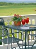 Rose Hill 891