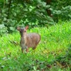 Royston blue duiker