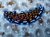 SL FLATWORM LINDA