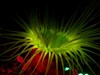 SL FLUO ANEMONE