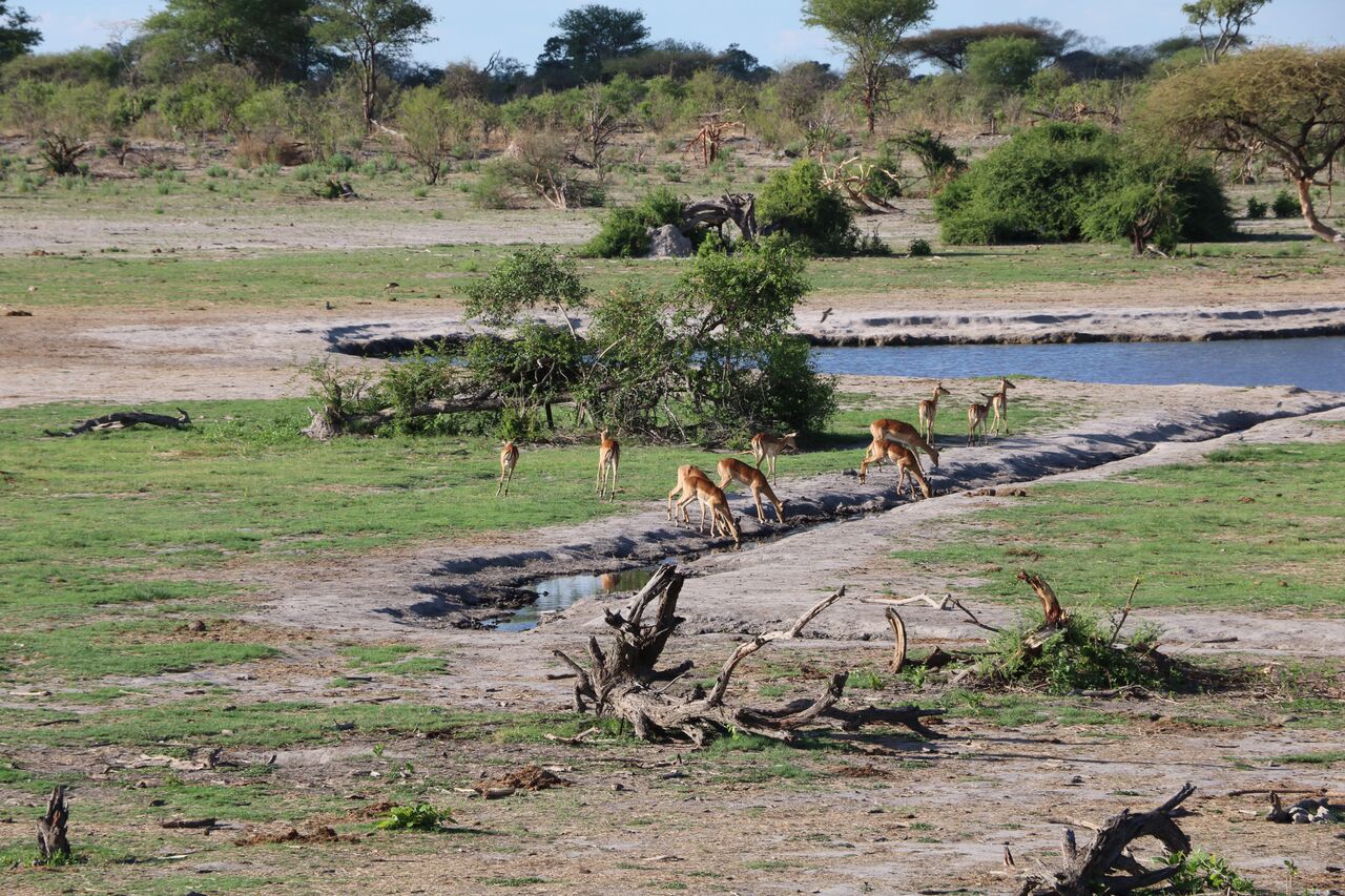 This upmarket game lodge offers easy day game drives to the Savuti Marsh area and the Chobe River front