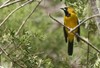 HMH Jamaican Oriole