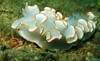 SL NUDI GLOSSO WHITE