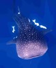 SL WHALE SHARK 1