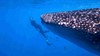 SL WHALE SHARK SNORKEL 1