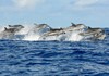 MBR dolphin tour