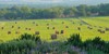Rose Hill hillcountry