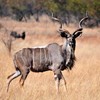 SE kudu bull