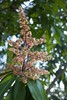 TRJL mango trees flowering