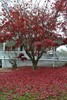 AVL red maple shedding